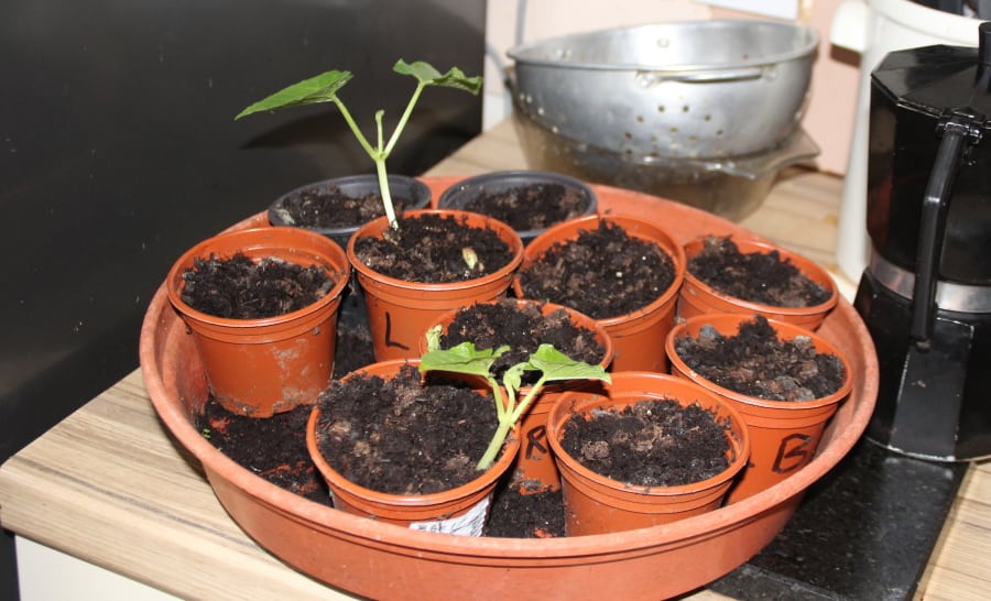 Anyone can grow some fruit and veg