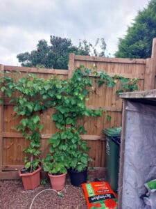The lazy man's guide to Gardening