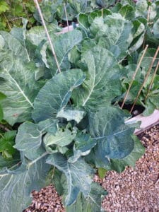 cauliflower grown in deep beds The lazy man's guide to Gardening
