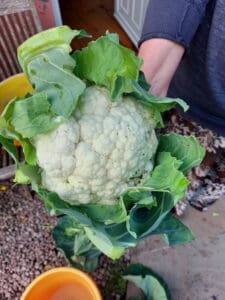 The lazy man's guide to Gardening