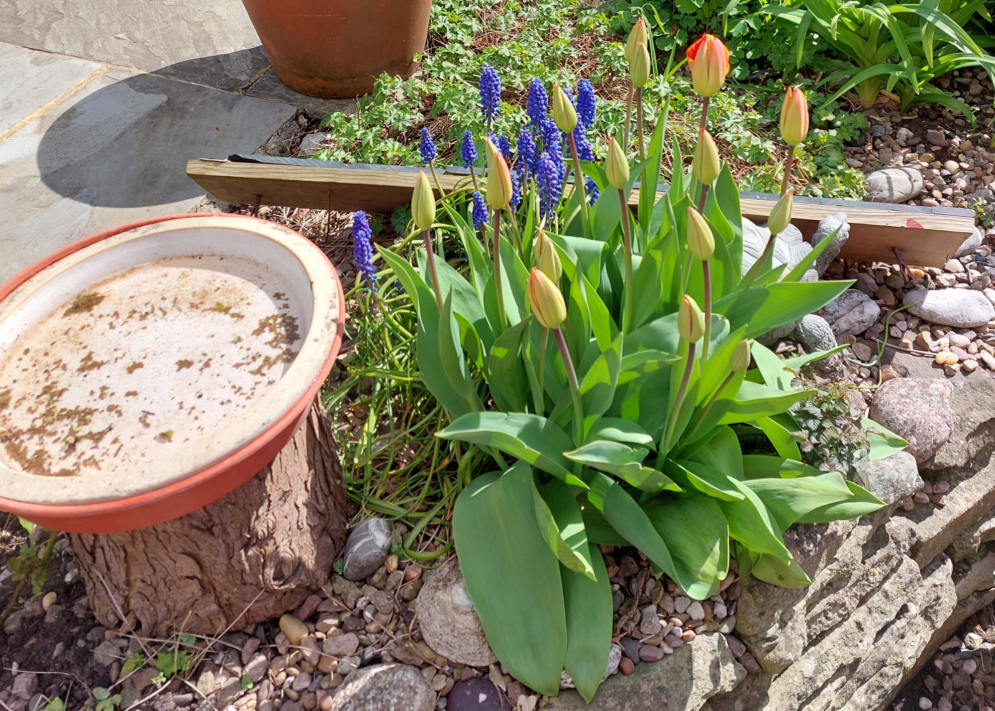 Forest of Dean Garden
