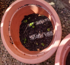 New Potatoes showing