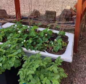 The joy of Gardening