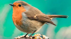 Free family craft afternoon