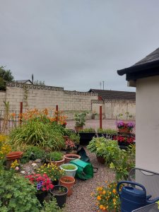 The garden this month