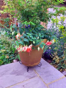 The garden this month