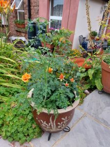 The garden this month