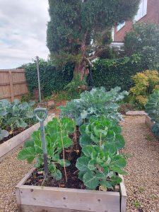 My Cinderford garden in autumn 2022
