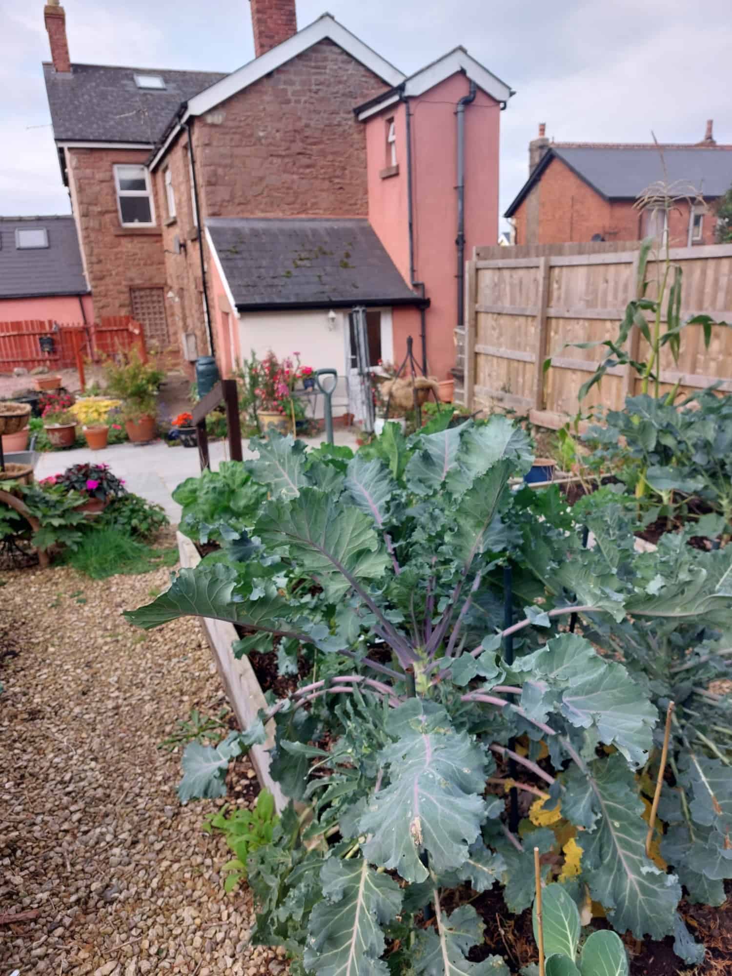 A wonderful day in my Garden