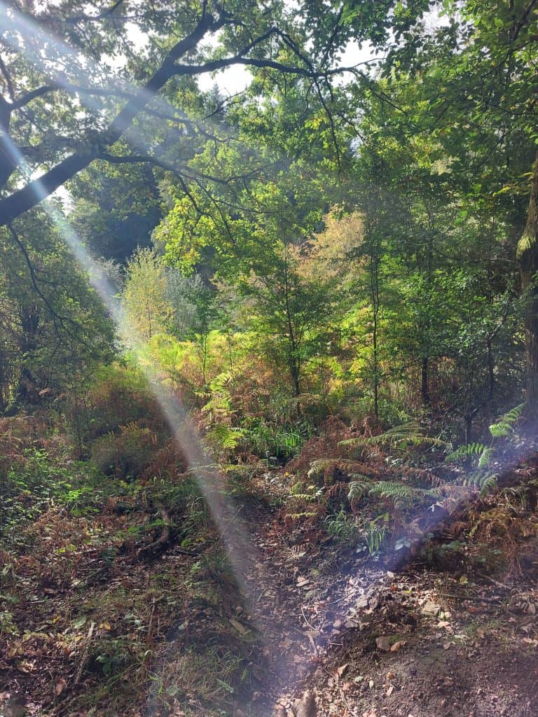 Forest of Dean