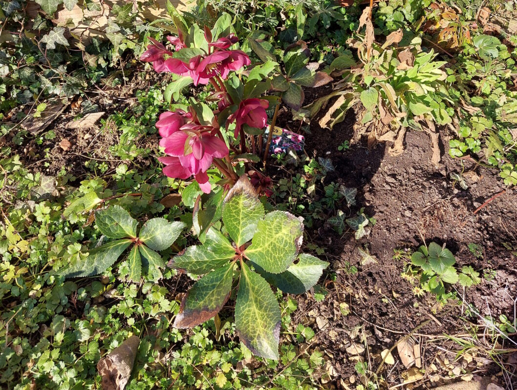 A touch of Spring