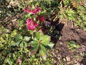 A touch of Spring