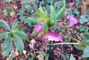 A touch of Spring