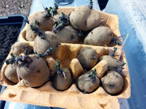 chitted potatoes