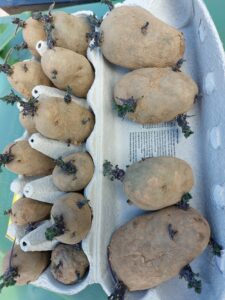chitted potatoes