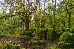 Forest of Dean Holidays