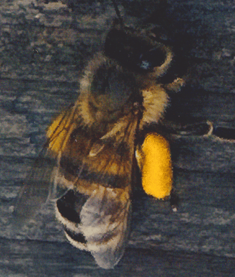 A bee with its treasure. Another benefit if volunteer Driving